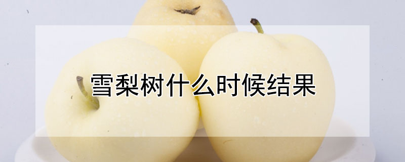 雪梨树什么时候结果（雪梨是什么时候结果的）