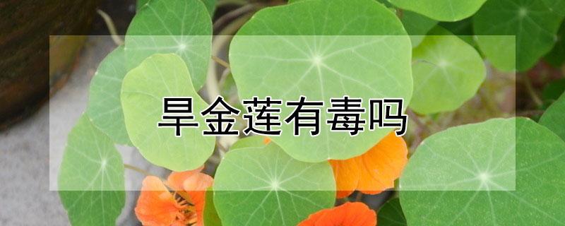 旱金莲有毒吗（旱金莲有毒吗 适合在室内养吗）