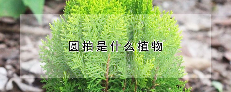圆柏是什么植物（圆柏是什么植物类别）