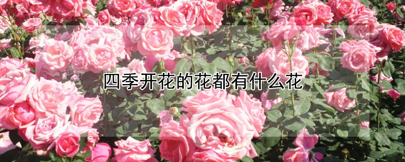 四季开花的花都有什么花（四季都开花的有哪些花）