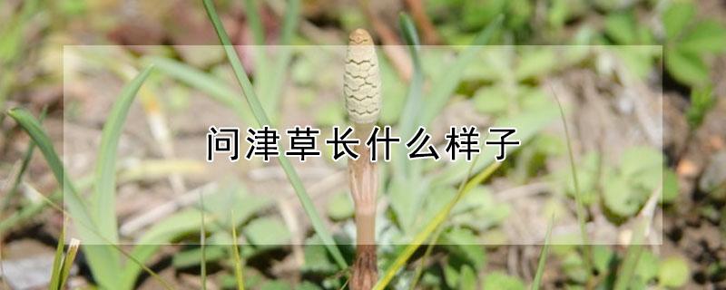 问津草长什么样子（问荆草长什么样子?）