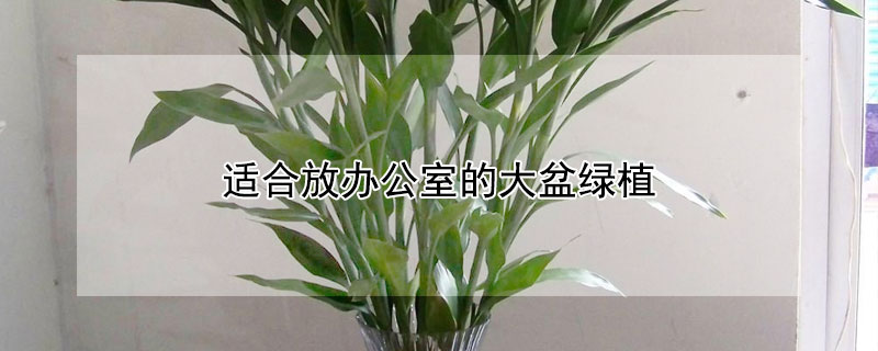 适合放办公室的大盆绿植 适合放办公室的大盆绿植竹