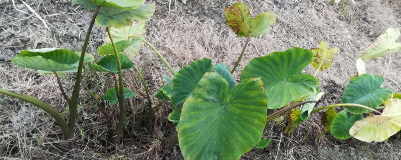 滴水观音与芋头的区别 滴水观音与芋头的区别在哪里