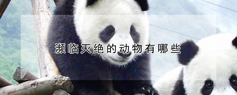 濒临灭绝的动物有哪些 濒临灭绝的动物有哪些?