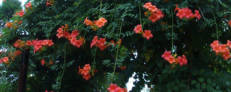 凌霄花的根如何不蔓延 如何控制凌霄花根系生长