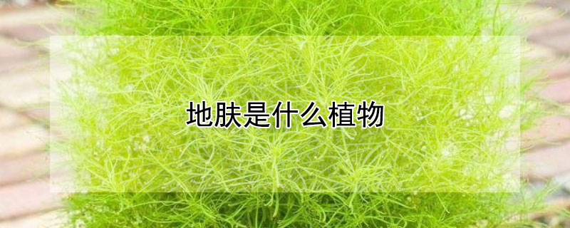 地肤是什么植物（澳洲地肤是什么植物）