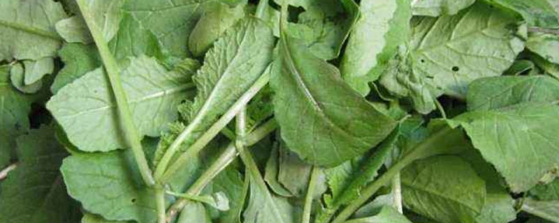 菜叶怎么做肥料（菜叶怎么做肥料好不好）