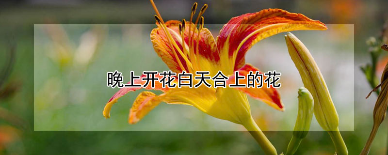 晚上开花白天合上的花（晚上开花白天合上的花图片）