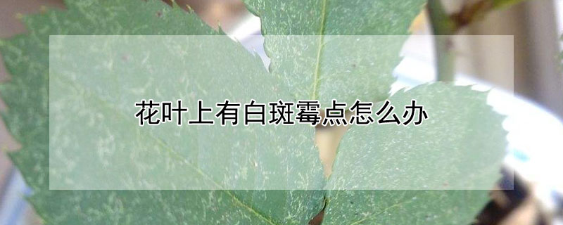 花叶上有白斑霉点怎么办（花叶上有白斑霉点怎么办图片）