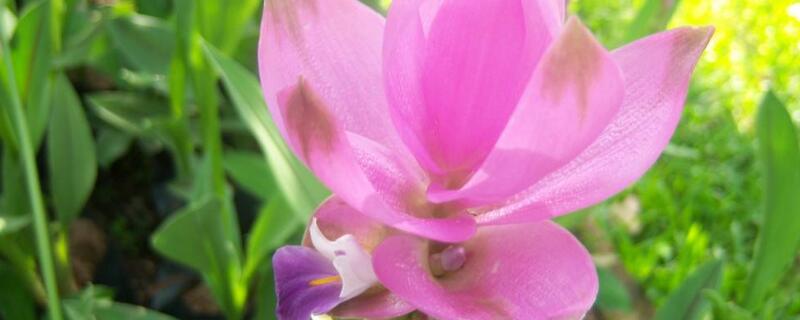 姜荷花叶子打卷的原因 姜荷花叶子卷了还有救吗