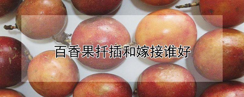 百香果扦插和嫁接谁好（百香果苗嫁接的好还是扦插的好）