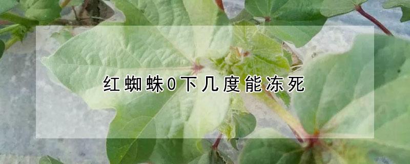 红蜘蛛0下几度能冻死（红蜘蛛零下几度能冻死）