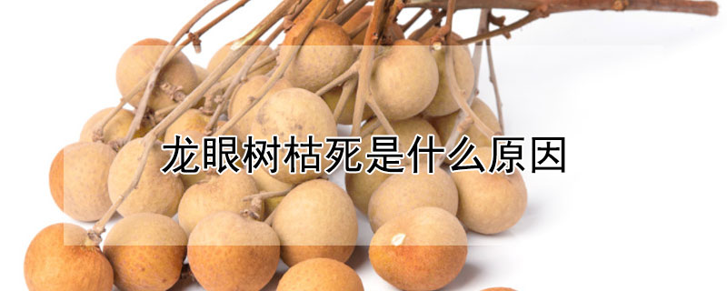 龙眼树枯死是什么原因 龙眼树枯死是什么原因呢