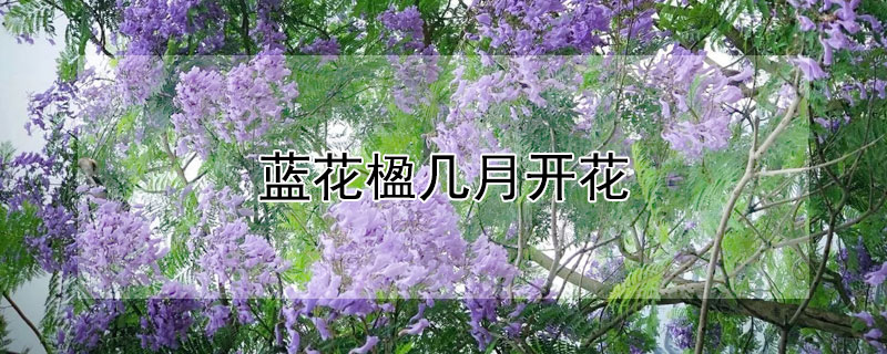 蓝花楹几月开花（蓝花楹几月开花花期多长?）