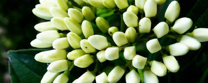九里香和清香木的区别 九里香与清香木的区别