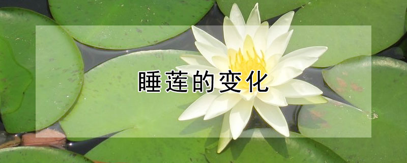 睡莲的变化 睡莲的变化作文