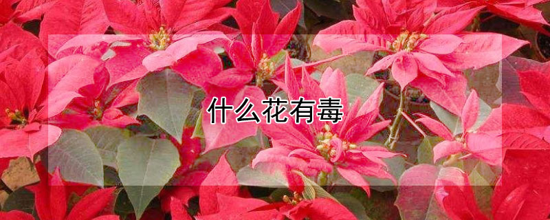 什么花有毒 什么花有毒不能碰