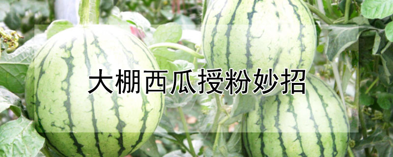 大棚西瓜授粉妙招 大棚西瓜授粉妙招图解