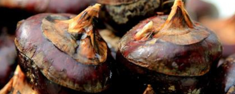 荸荠无土种植（荸荠无土栽培）