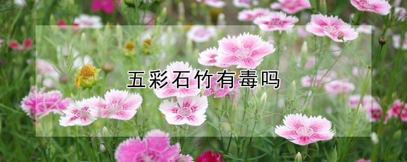 五彩石竹有毒吗（五彩石竹有毒吗?）