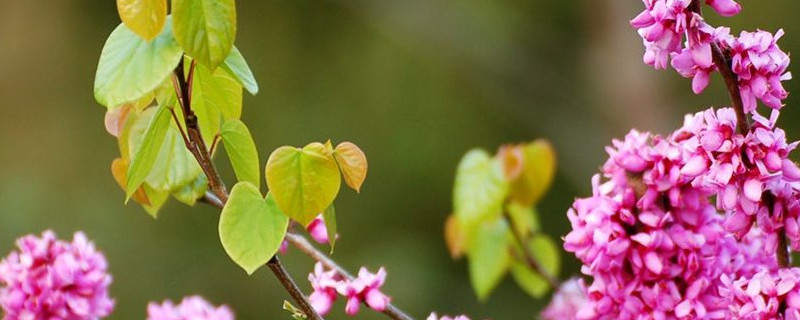 紫荆花的种类（紫荆花种类及图片大全）