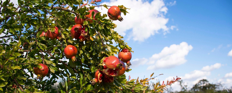 石榴冬天掉叶吗（石榴冬天会掉叶吗）