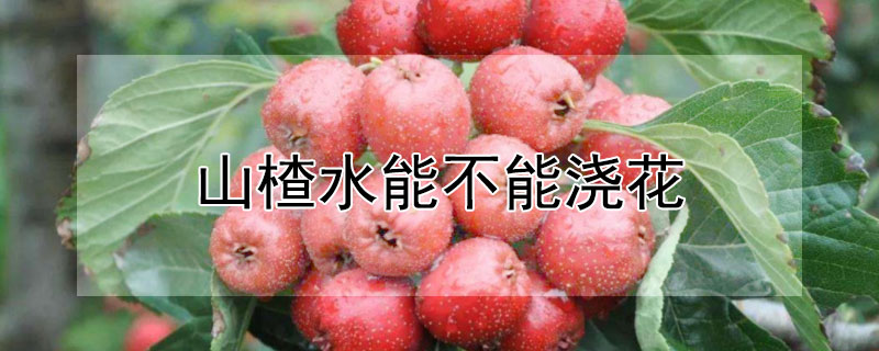 山楂水能不能浇花 山楂水能不能浇花呢