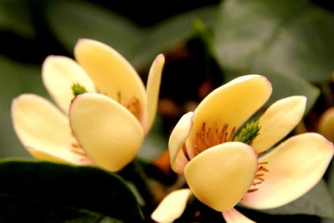 含笑花换盆要注意什么