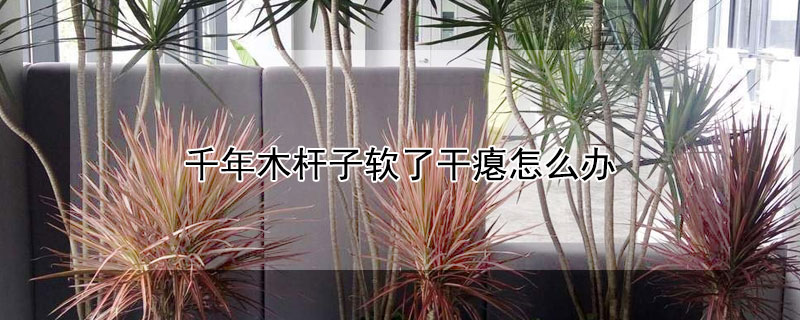 千年木杆子软了干瘪怎么办 千年木杆子发软是不是快要死了