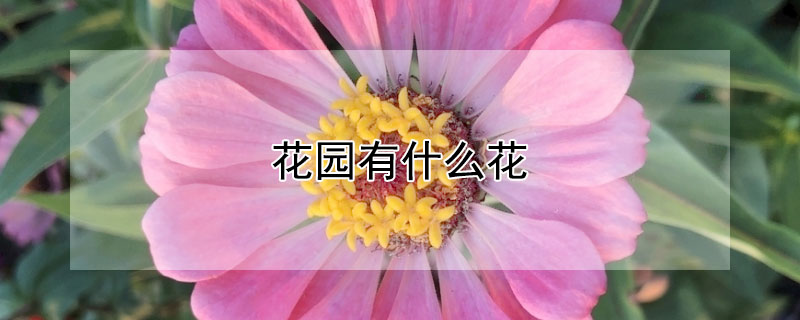 花园有什么花（学校花园有什么花）