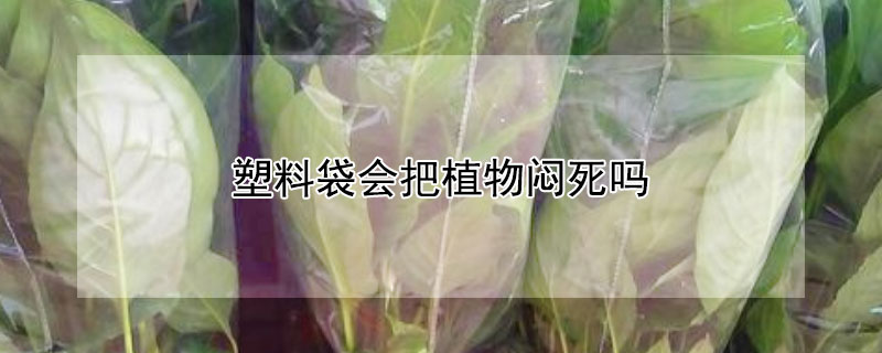 塑料袋会把植物闷死吗 冬天用塑料袋包住植物会闷死吗