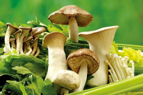 食用菌栽培技术