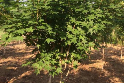 什么树的叶子像手掌