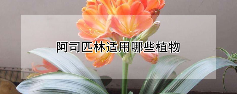 阿司匹林适用哪些植物（阿司匹林可以用于哪些植物）