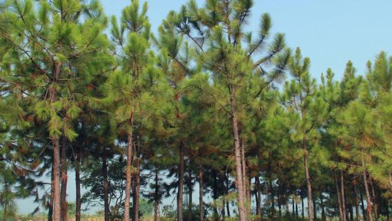 松树的特点 松树的特点有哪些