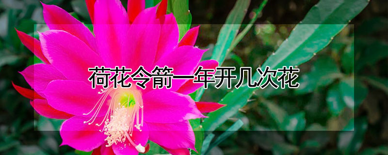 荷花令箭一年开几次花 令箭荷花一年开几次花花期多长