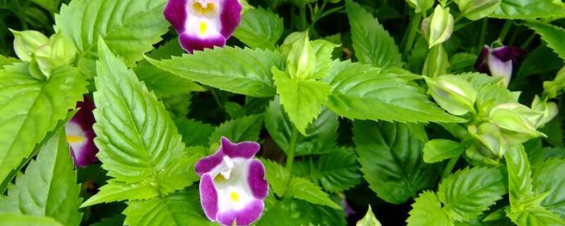 夏堇花蔫了怎么办 夏堇叶子为什么慢慢枯萎