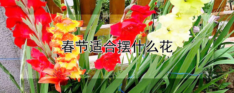 春节适合摆什么花（春节适合摆什么花图片）