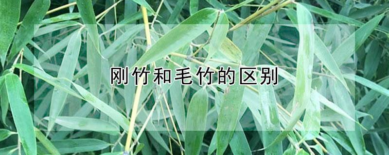 刚竹和毛竹的区别（刚竹与淡竹的区别）