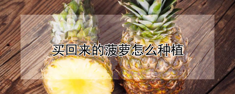 买回来的菠萝怎么种植 买回来的菠萝怎么种植视频