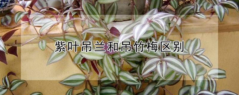 紫叶吊兰和吊竹梅区别 紫竹吊兰和紫竹梅的区别