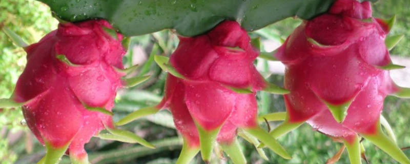 火龙果为什么不生根（火龙果为什么不生根发芽）