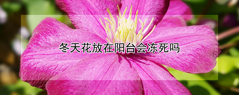 冬天花放在阳台会冻死吗（冬天花放在阳台会冻死吗为什么）