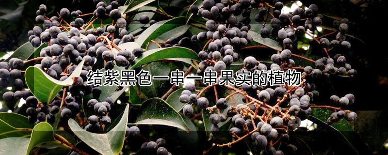 结紫黑色一串一串果实的植物 结紫黑色一串一串果实的植物的名字