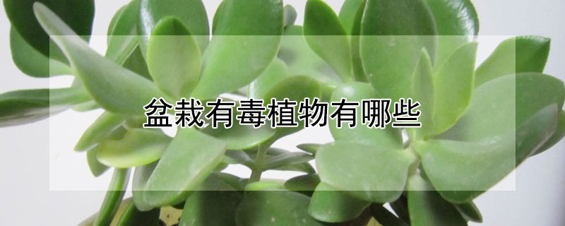 盆栽有毒植物有哪些 盆栽有毒植物有哪些品种