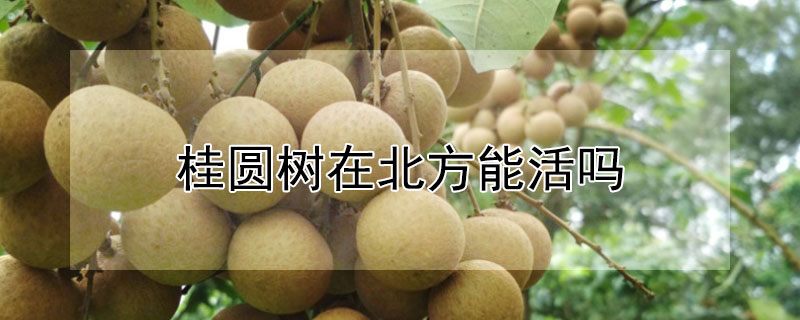 桂圆树在北方能活吗（桂圆树在北方能活吗冬天）