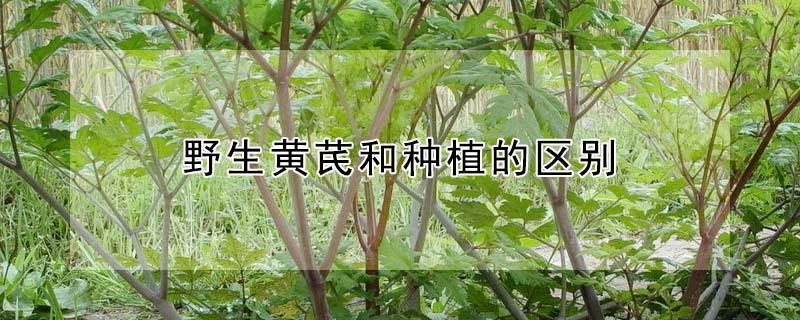 野生黄芪和种植的区别（野生黄芪和种植的区别图片）