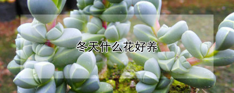 冬天什么花好养 冬天什么花好养阳台上