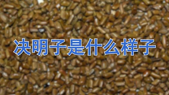 决明子是什么样子 决明子是什么样子的图片