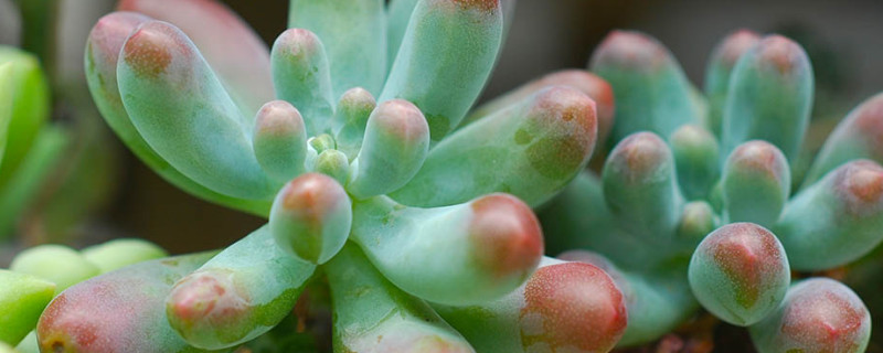 多肉叶片软了是为什么（多肉叶片软了是怎么回事）